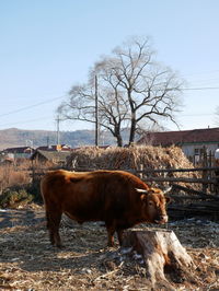 Horse standing in a field