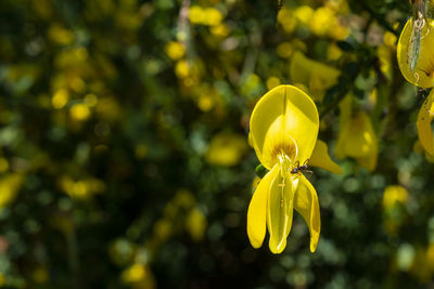 Close-up of yellow flowering plant