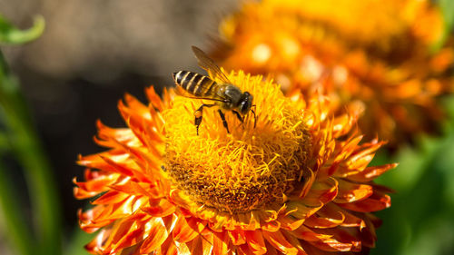 Close-up of insect on yellow flower