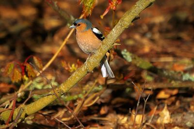 Close-up of bird perching on branch