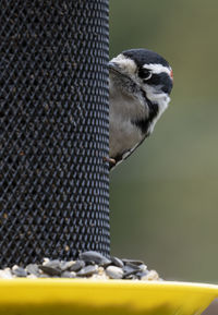Woodpecker peeps around the finch feeder