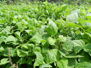 Close-up of fresh green plants