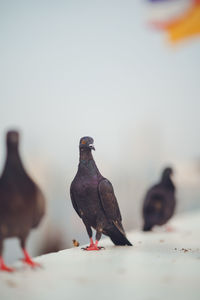 Close-up of pigeon perching