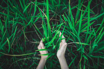 Cropped hands of woman holding grass on field