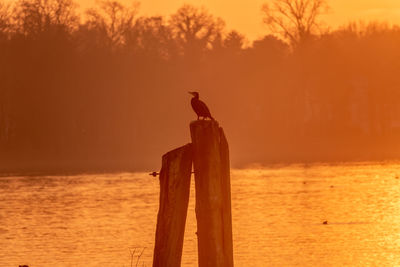 Seagull perching on wooden post in sea during sunset