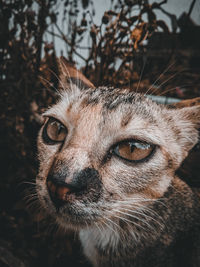 Close-up portrait of a cat