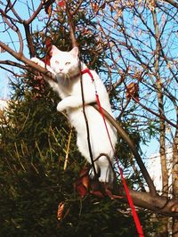 domestic animals