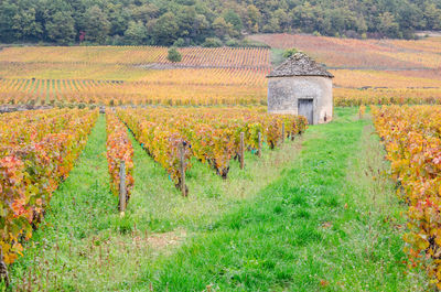 Scenic view of agricultural field