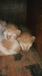 Cat sleeping on wooden floor