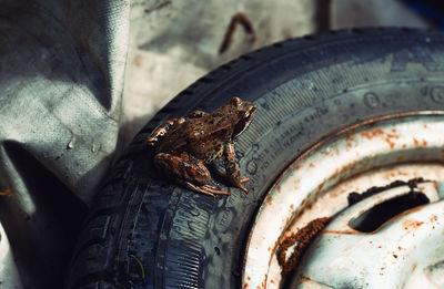 Close-up of frog on tire