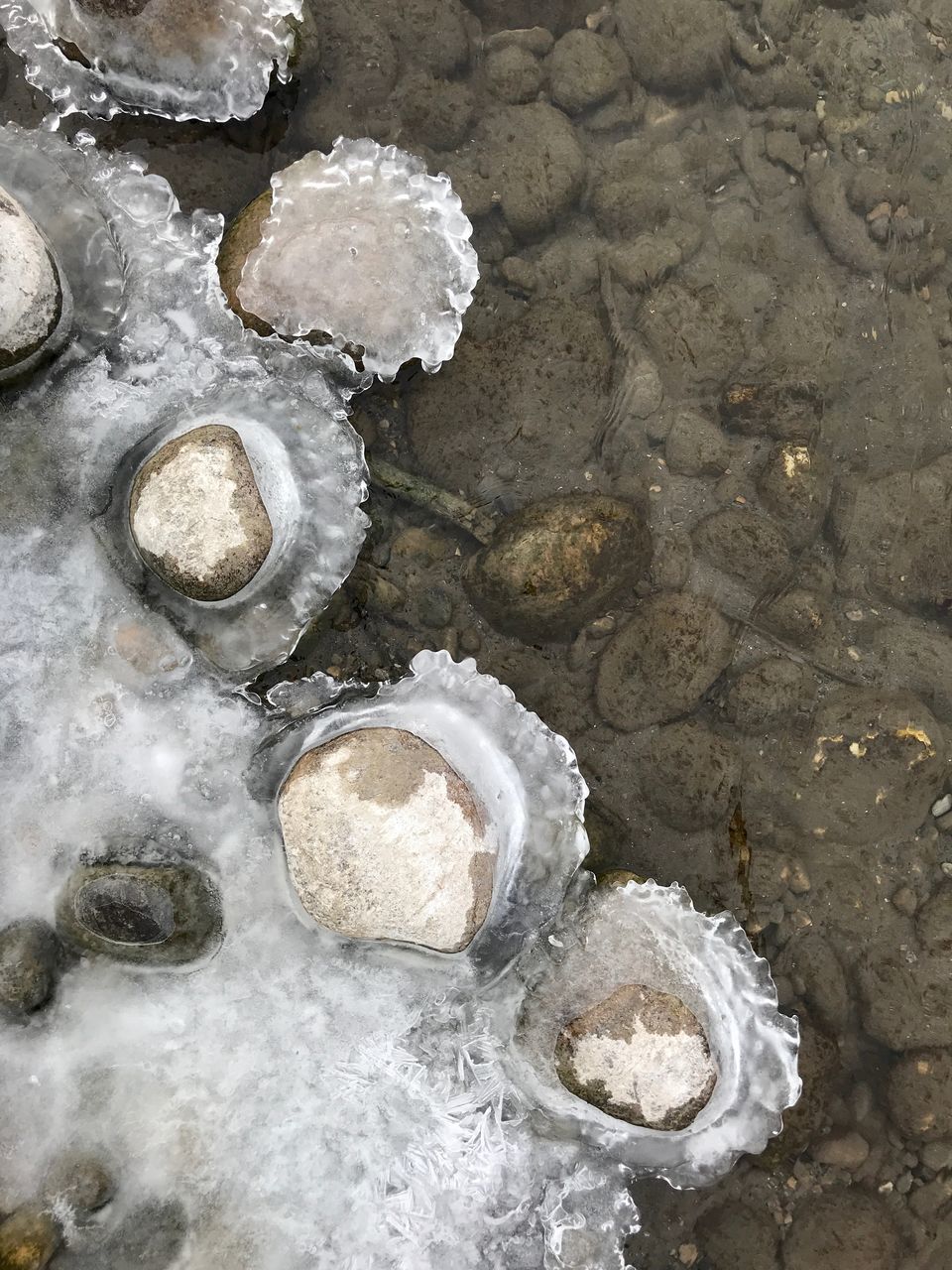 HIGH ANGLE VIEW OF SHELLS ON ROCKS