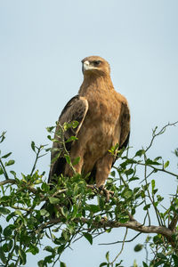 Low angle view of eagle perching on branch against sky