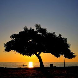 Silhouette tree on beach against clear sky during sunset