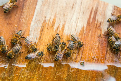 Close-up of bees on honeycomb