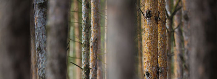 Close-up of tree trunk