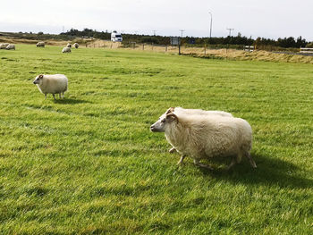 Sheep grazing on field