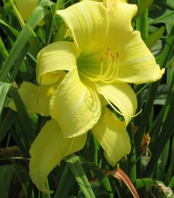 Close-up of yellow flower blooming outdoors