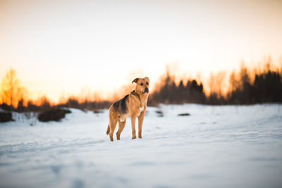 Dog standing on snow covered land