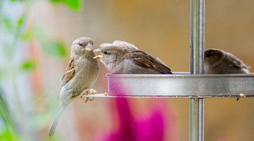 Bird perching on feeder