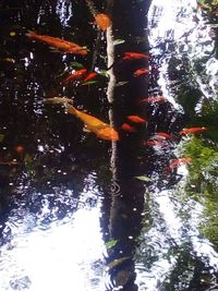 koi carp