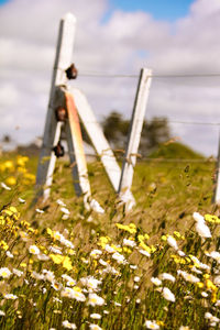 Close-up of plants on field against sky