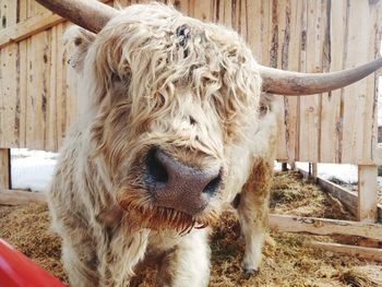 Close-up of cow