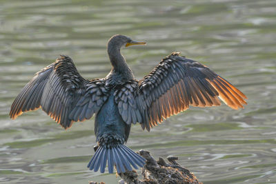 Bird flying over lake