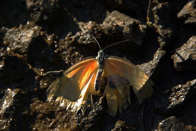 High angle view of butterfly on leaf