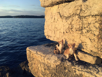 View of a cat on rock