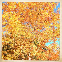 Autumn leaves on tree