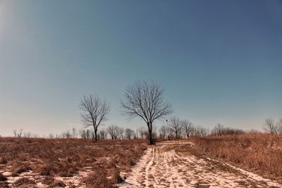 Bare trees on field against clear sky