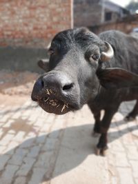 Close-up portrait of cow