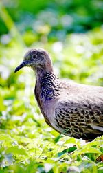 Close-up of bird perching on a plant