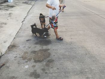 Low section of man walking with dogs