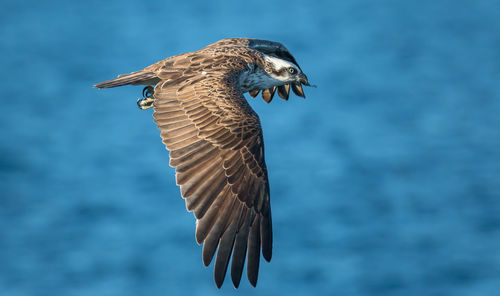 Close-up of bird