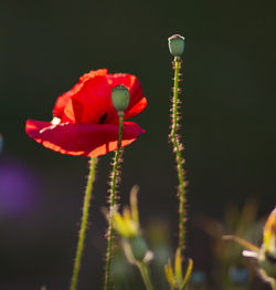 Close-up of poppy blooming outdoors