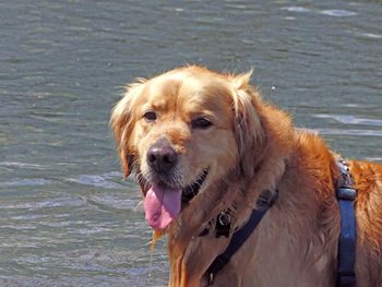 Close-up portrait of dog in water