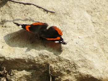 High angle view of insect