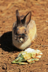 Cute rabbit with interesting colour 