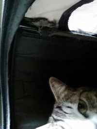 pets
