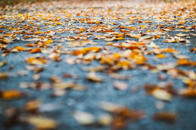 Full frame shot of autumn leaves