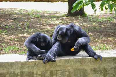 In this photo there are two gibbons from indonesia, an adult gibbon and a young gibbon eating