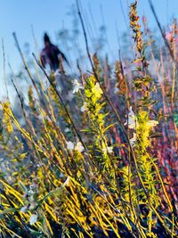 Man and yellow flowering plants on field