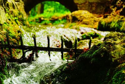 Close-up of moss growing on rock