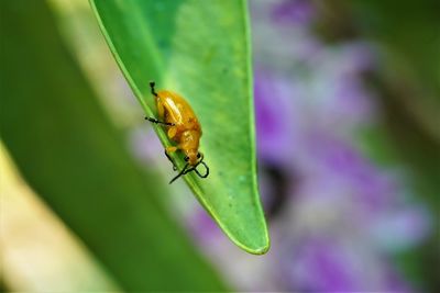 Close-up of insect on leaf