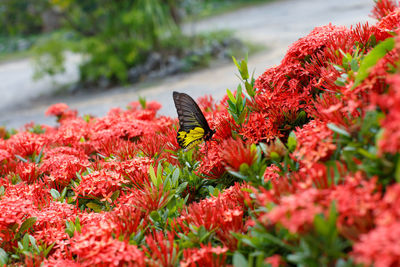 Butterfly pollinating on red flower