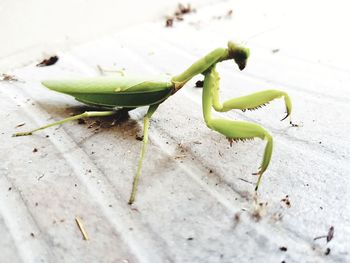 Close-up of green insect