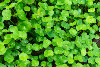 Full frame shot of green leaves