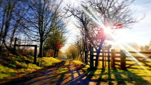 Road passing through bare trees at sunset