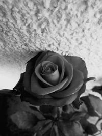 Close-up of rose blooming outdoors